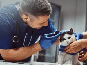 Veterinário examinando o ouvido de um gato