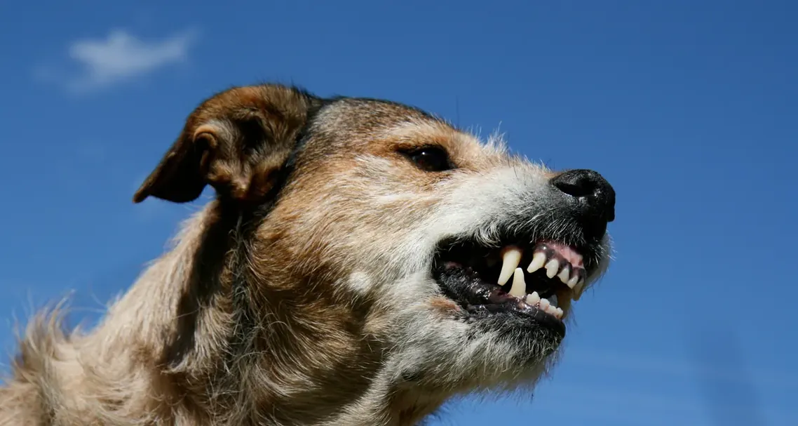 Cão latindo ao ar livre com céu azul ao fundo